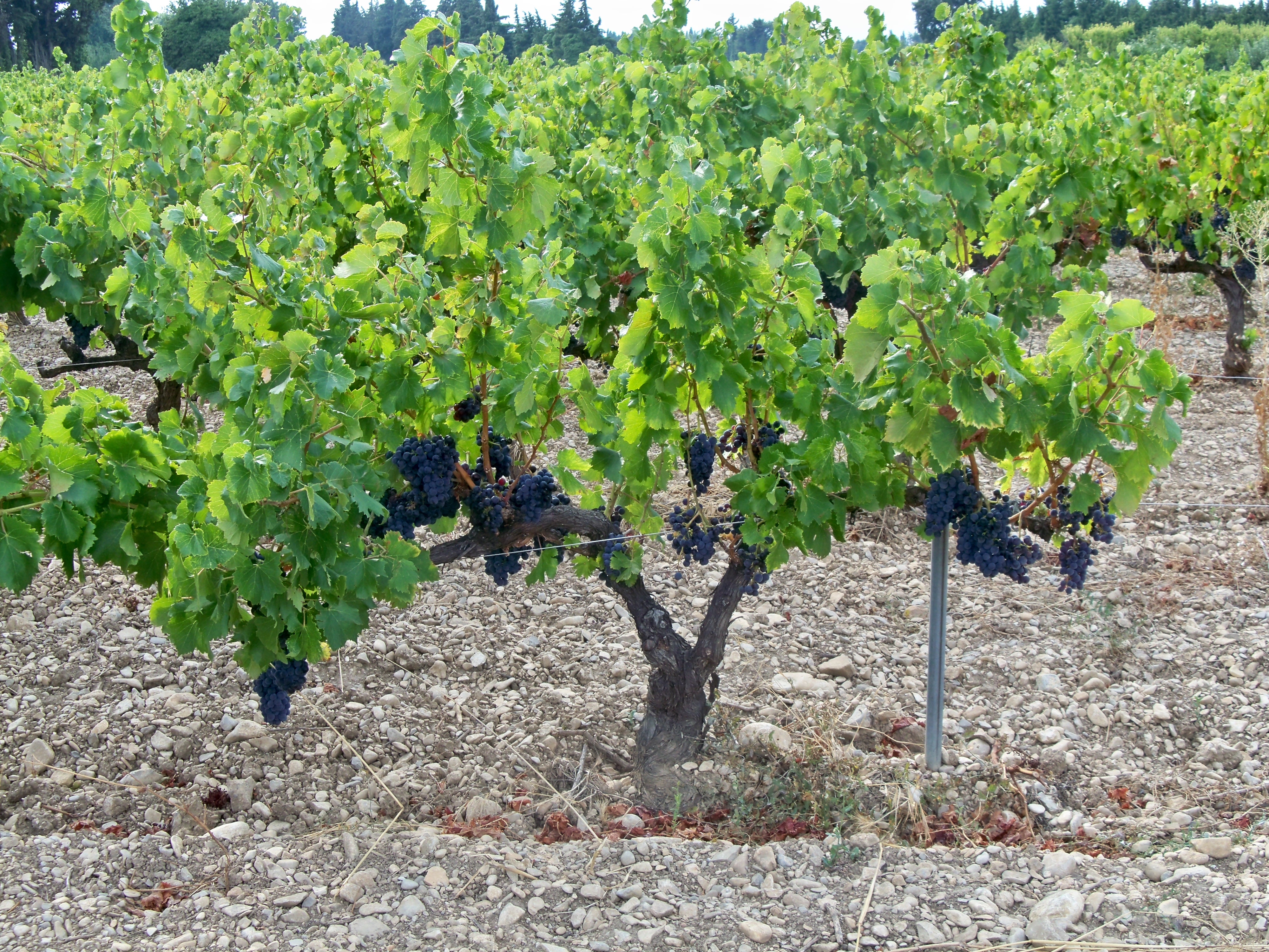 L’Etat défère un viticulteur bio devant le Tribunal de Villefranche-sur-Saône