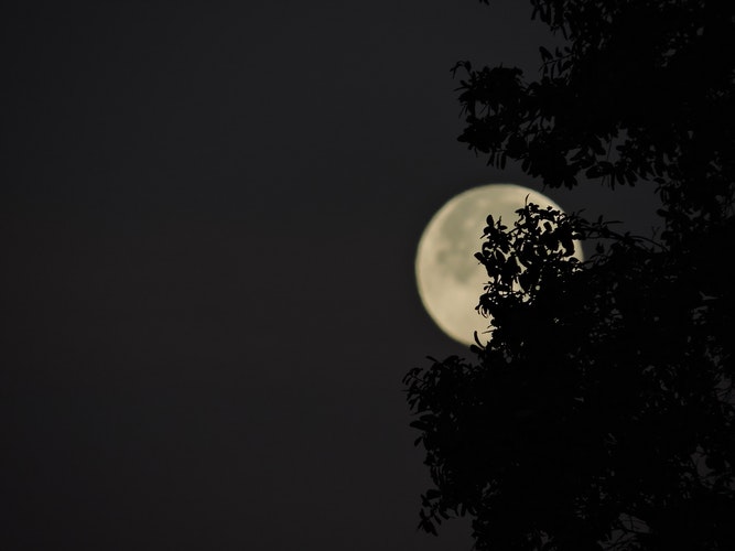 Super lune observable au-delà d'un arbre