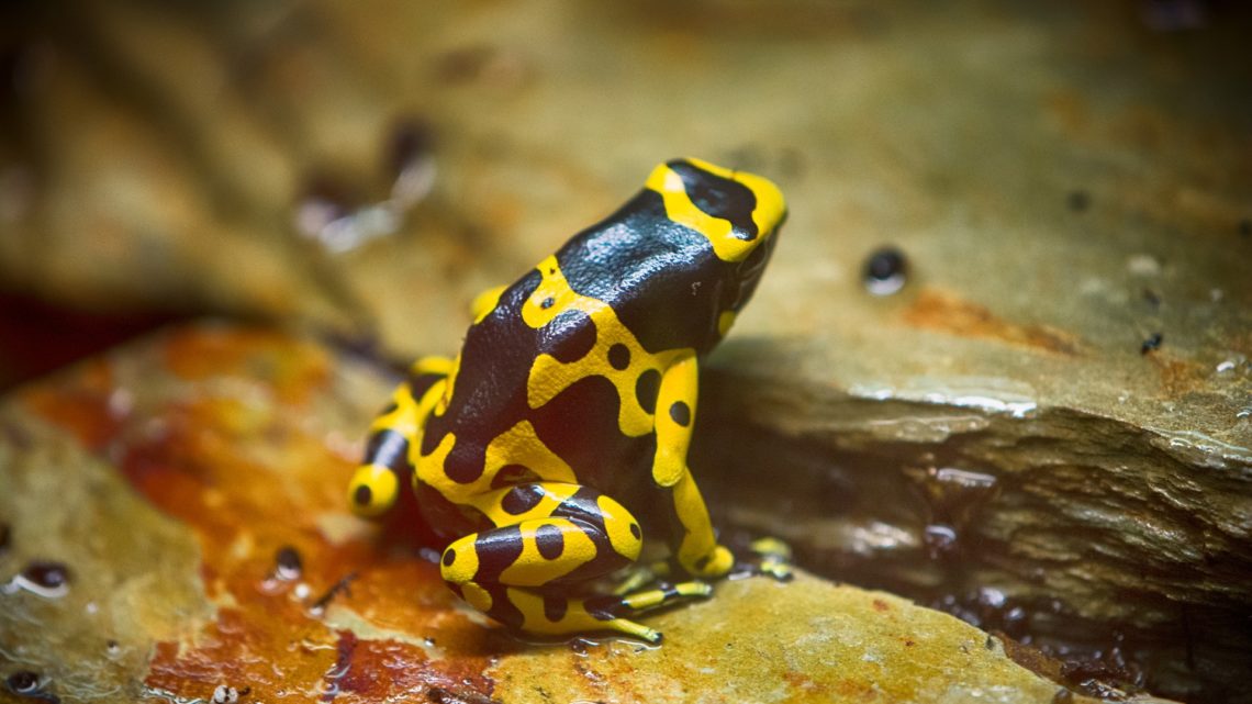 La crise de la biodiversité s’accélère