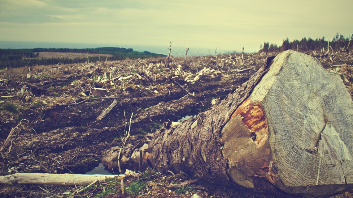 « La déforestation rampante généralisée déclenchera davantage de pandémies »