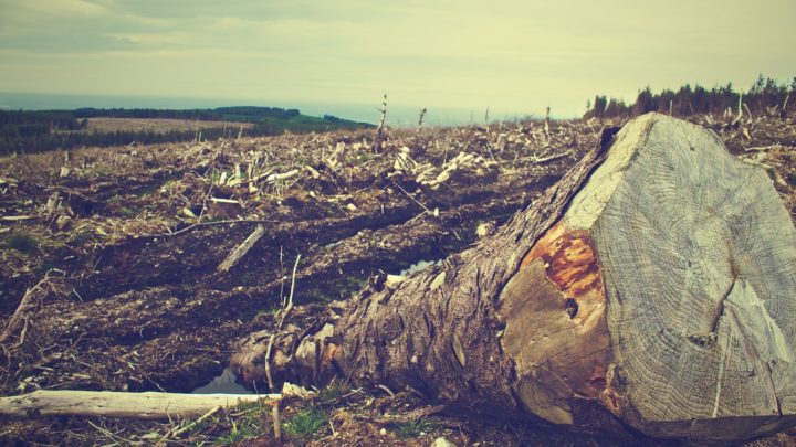 « La déforestation rampante généralisée déclenchera davantage de pandémies »