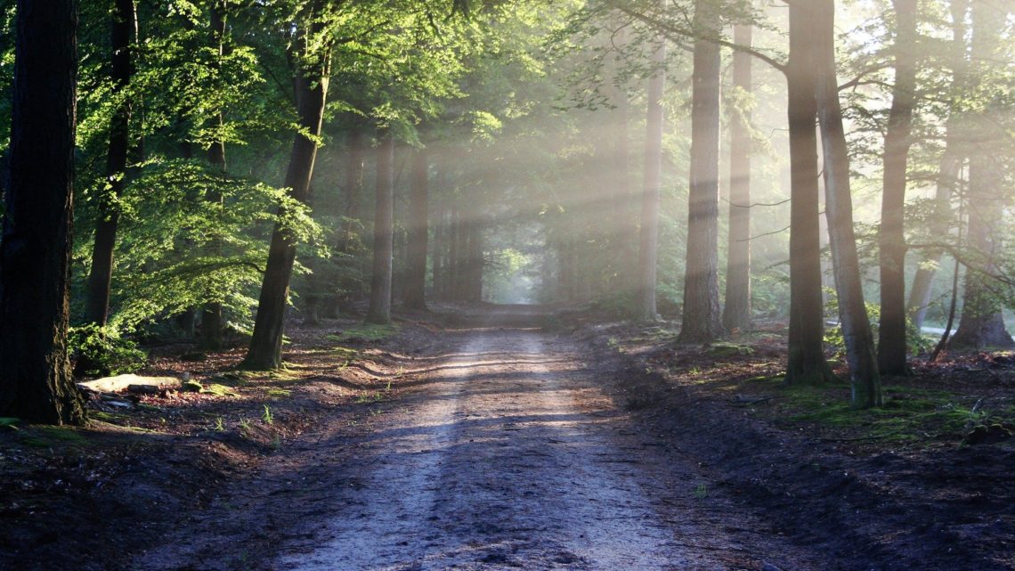 La nature réelle ou virtuelle est un remède contre l’ennui et l’anxiété