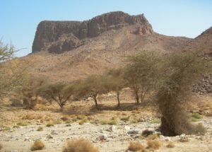 arbres IA Sahara Sahel