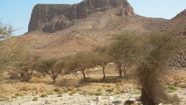 1,8 milliard d’arbres dénichés dans le Sahara et au Sahel via l’IA