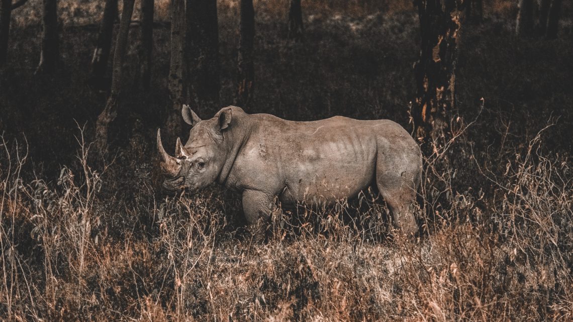 Les humains accélèrent significativement l’extinction des espèces