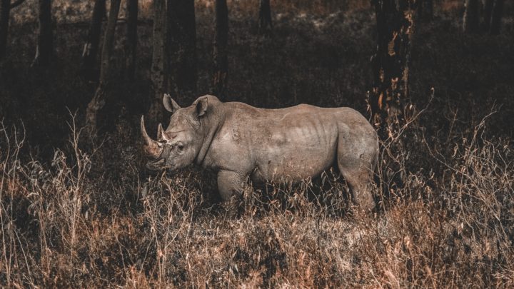 Les humains accélèrent significativement l’extinction des espèces