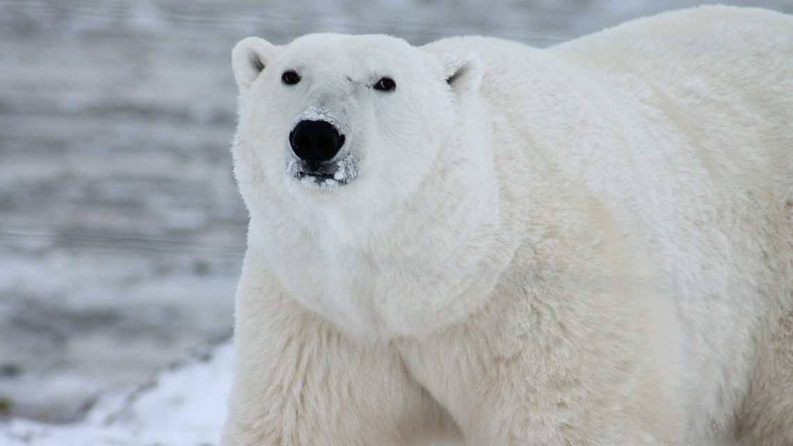 L’intelligence artificielle au service de la protection de la faune