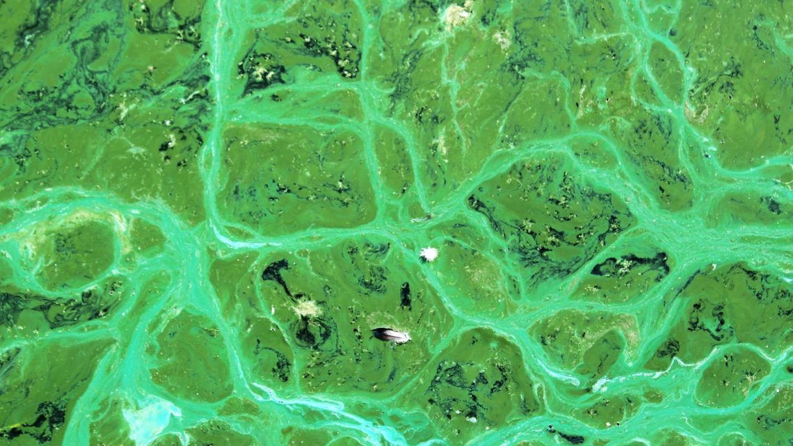 Des chercheurs conçoivent un ordinateur d’algues alimenté par la photosynthèse